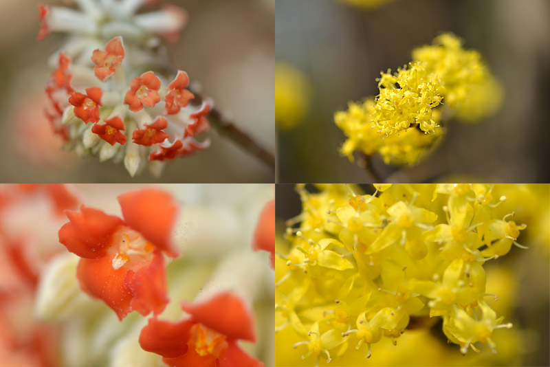 ミツマタとサンシュユ