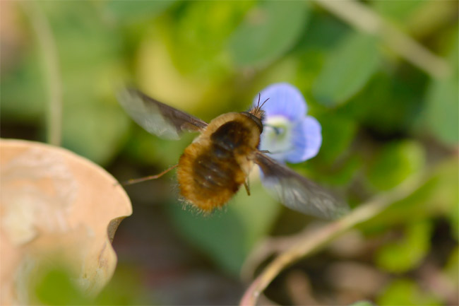 ビロードツリアブ