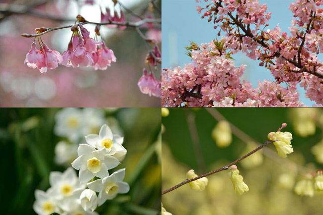 北の丸公園の花