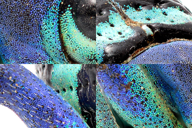 ホウセキゾウムシの細部