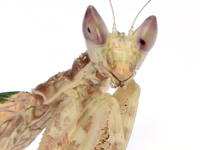 ヒョウモンカマキリの一種