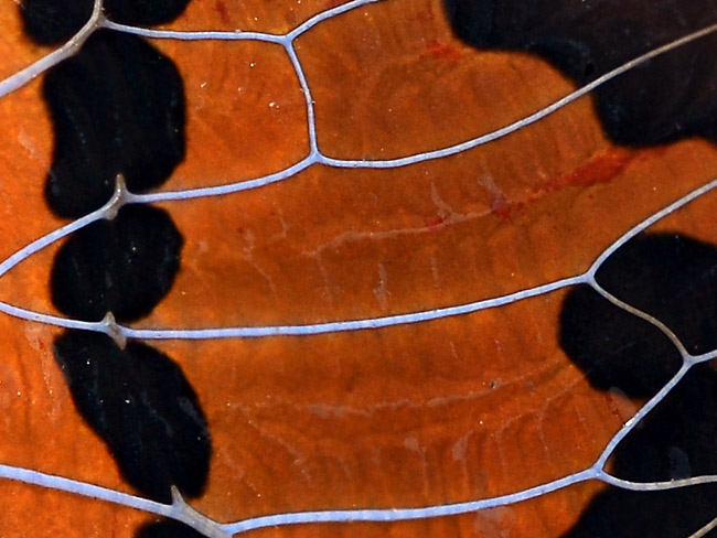 ヒメクロゼミの仲間