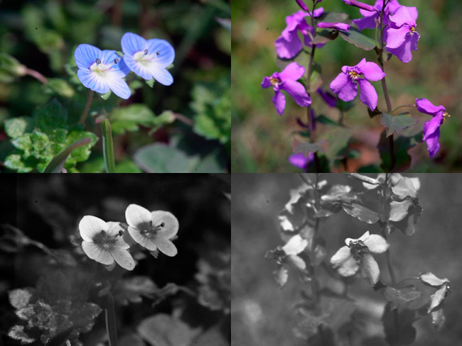 ムラサキハナナの紫外線写真