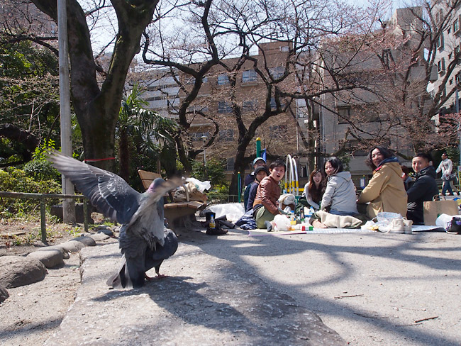 ハト（愛の戯れ）