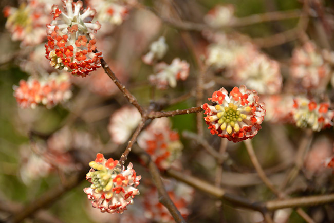 ミツマタ（名前の由来）