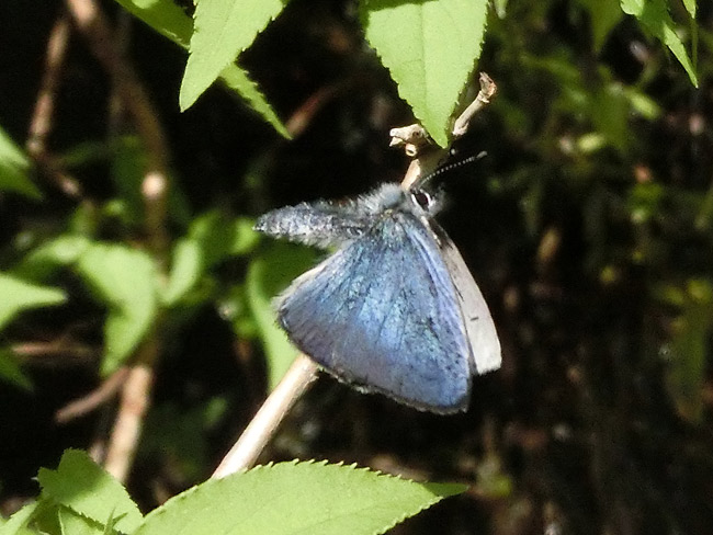 スギタニルリシジミの飛翔