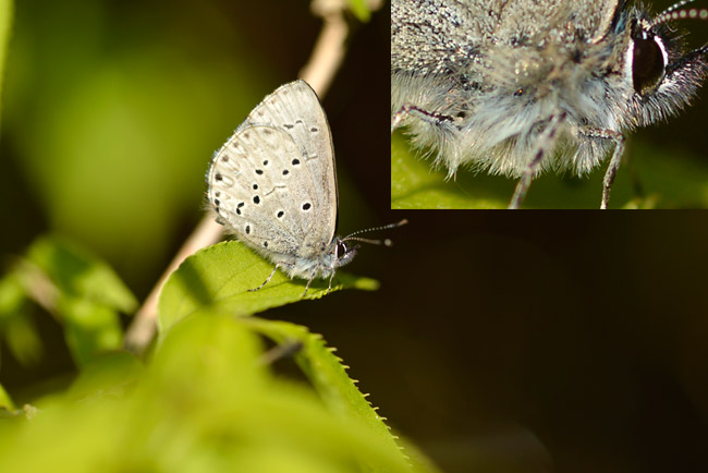 スギタニルリシジミ（D800の解像力）