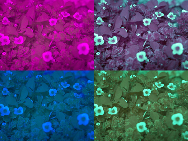 人の見る色、虫の見る色