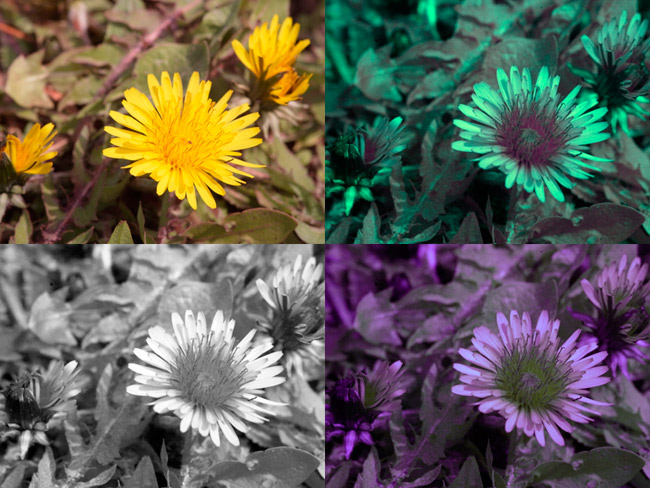 タンポポの花をモンシロチョウが見たら