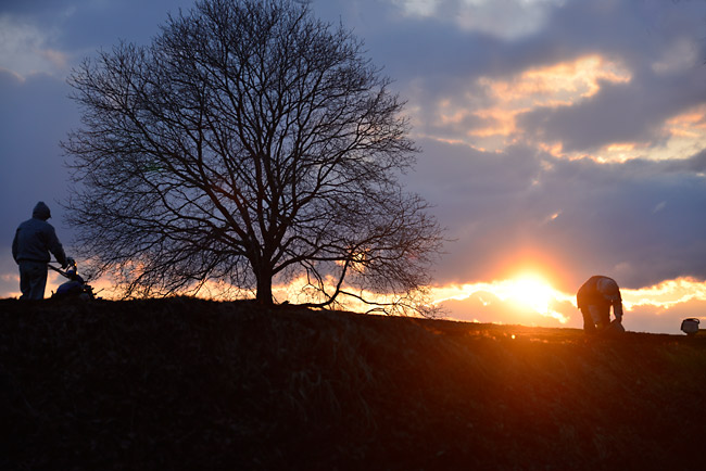 いつものクルミの木