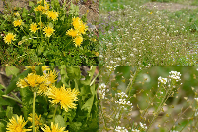 カントウタンポポとナズナ