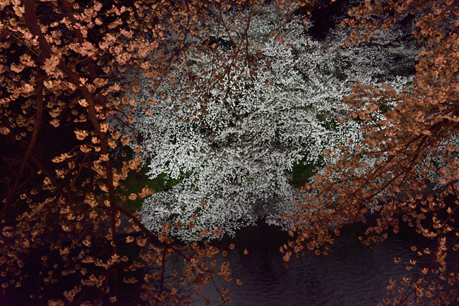 東京の夜桜