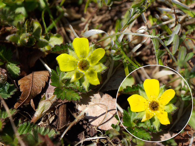 ヘビイチゴの花の紫外線写真