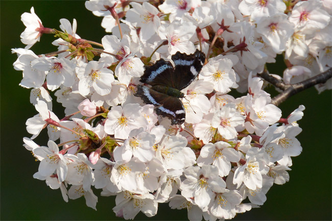 サクラにルリタテハ