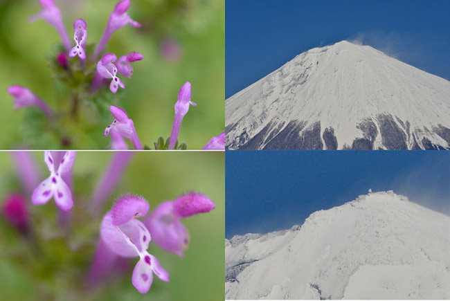 ホトケノザ（D800)