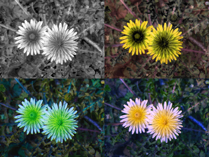 虫の目（紫外線）で見たタンポポの花（まとめ）