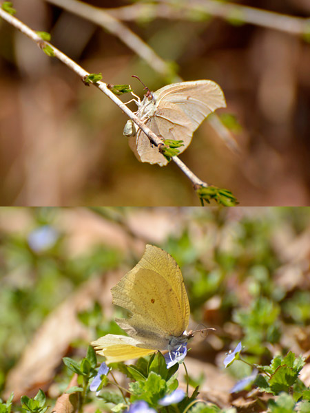 スジボソヤマキチョウ