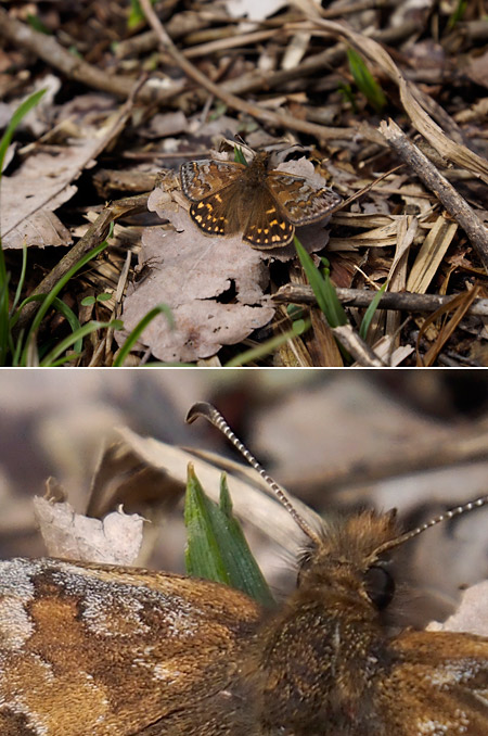 ミヤマセセリをOM-Dで