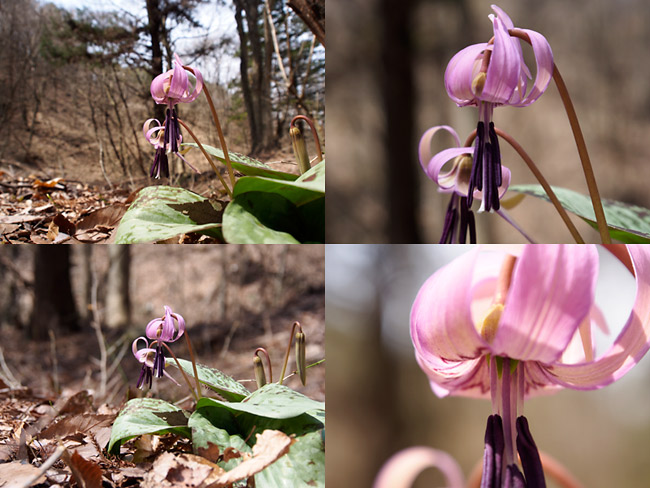 M.Zuiko Digital ED 12-50mm　マクロモード