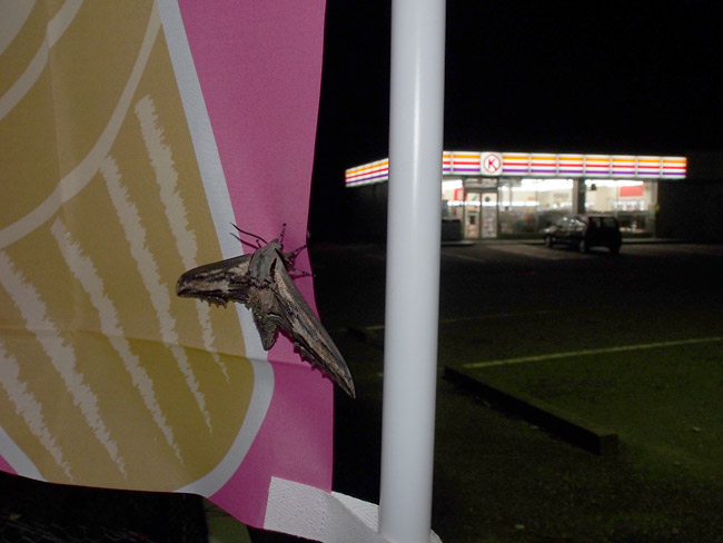 オオシモフリスズメ