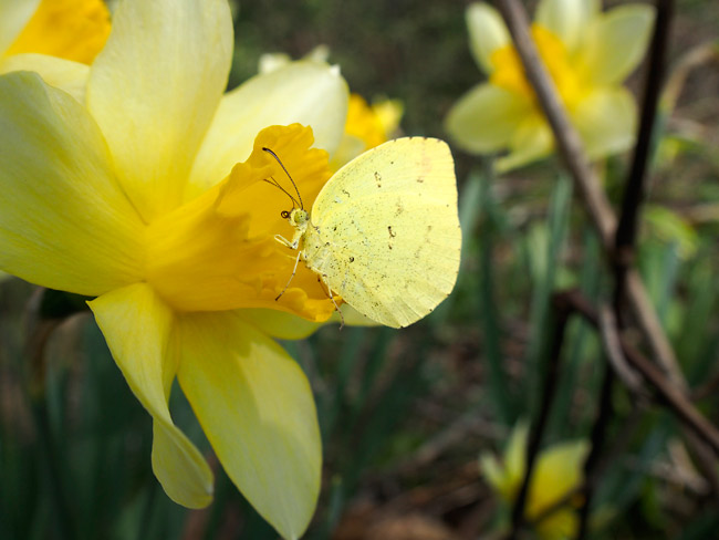 スイセンに来たキチョウ