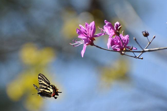 飯田のギフチョウ