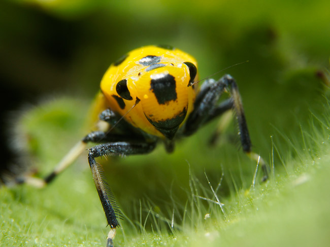 ツマグロオオヨコバイ