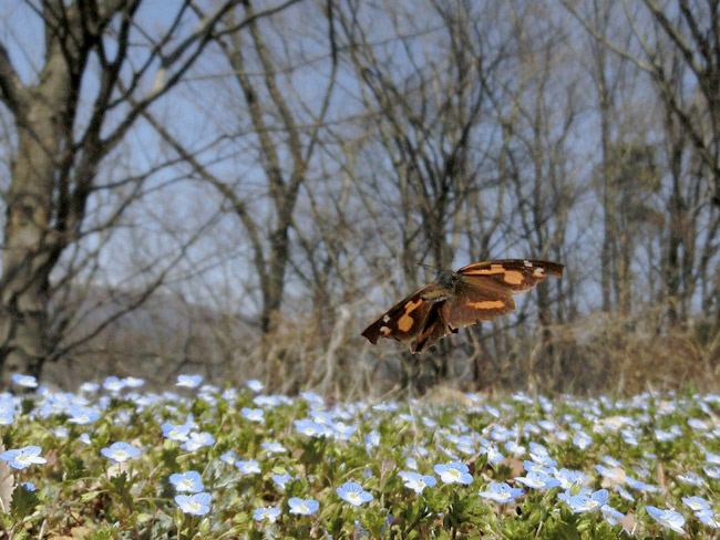 テングチョウの飛翔