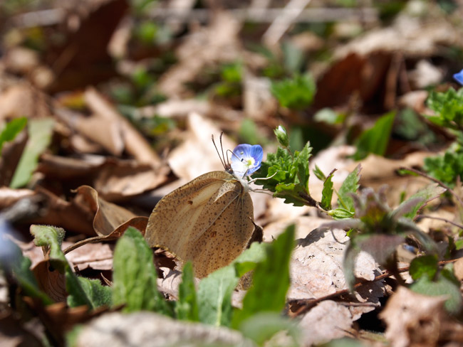 オオイヌノフグリで吸蜜するスジボソヤマキチョウ