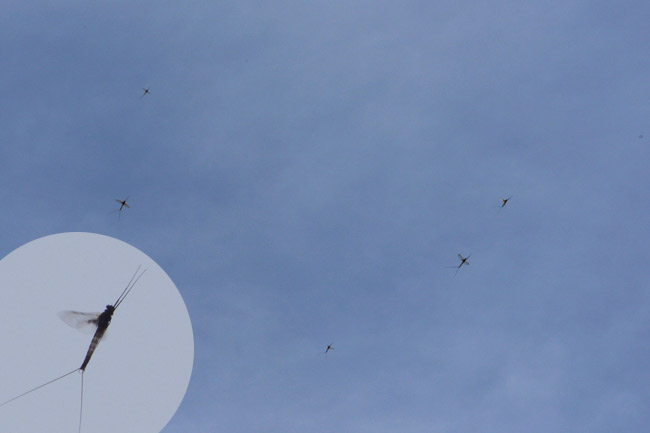 フタオカゲロウ