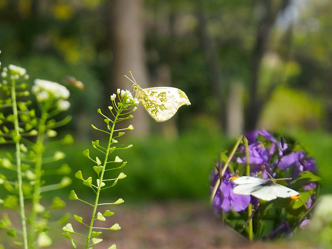 東京のツマキチョウ