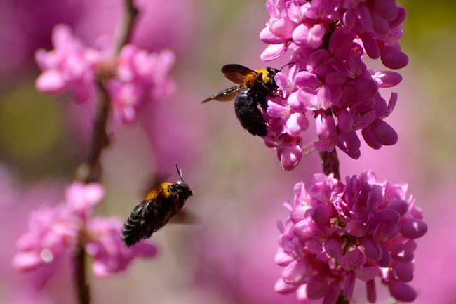 クマバチの求愛
