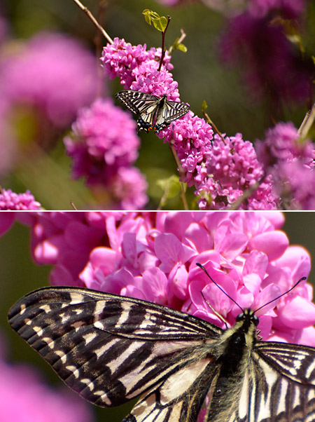 ハナスオウにナミアゲハ春型