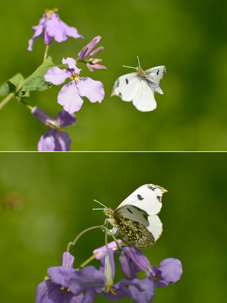 蝶の飛ぶまちプロジェクト
