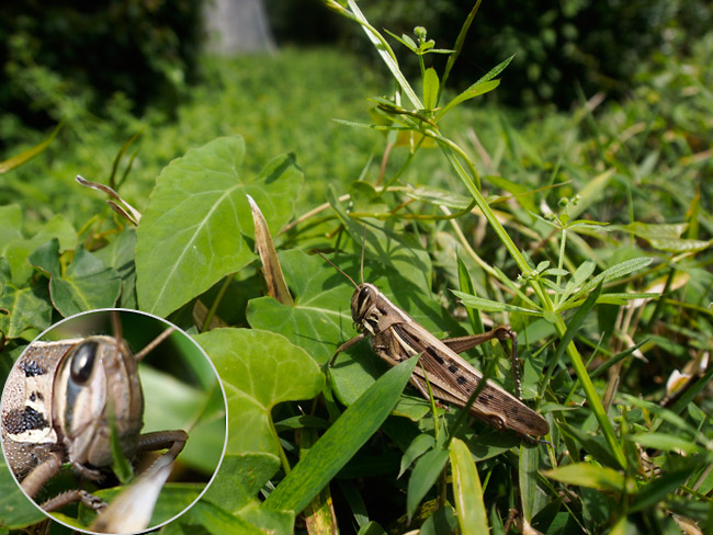 都心のツチイナゴ 