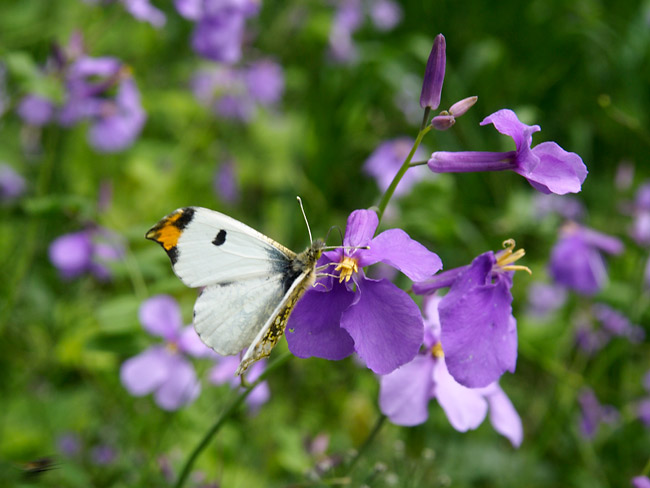 ツマキチョウのオス