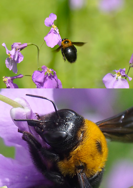 ムラサキハナナにクマバチ