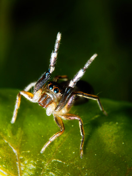 アオオビハエトリ