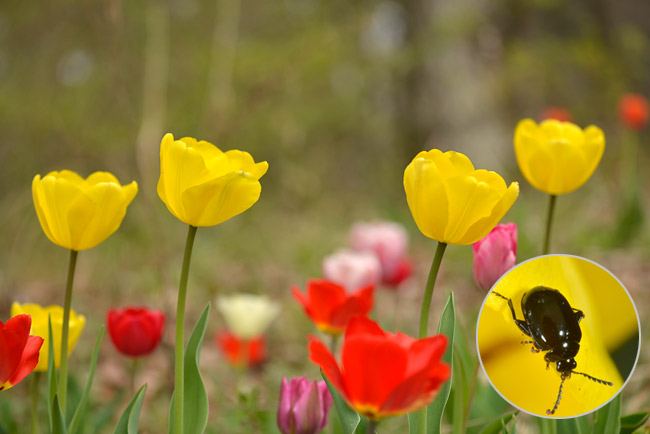 アトリエのチューリップ