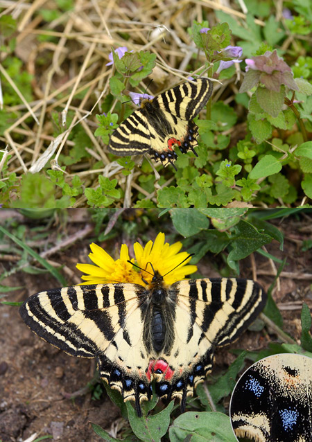 ヒメギフチョウ