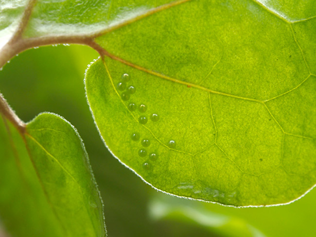 ヒメギフチョウの卵
