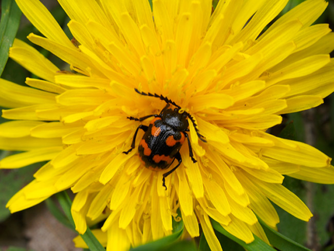 イタドリハムシ