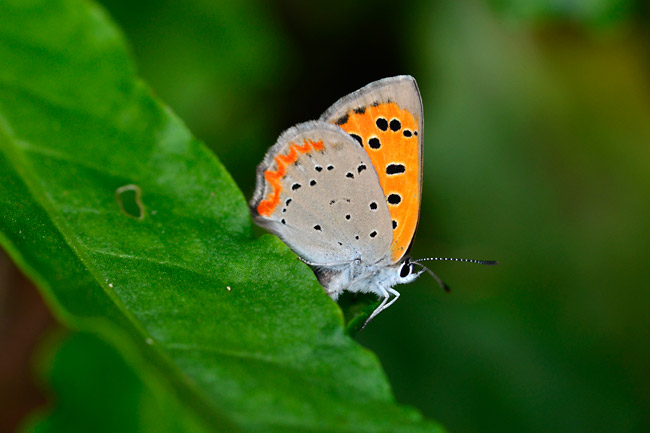 ベニシジミの産卵