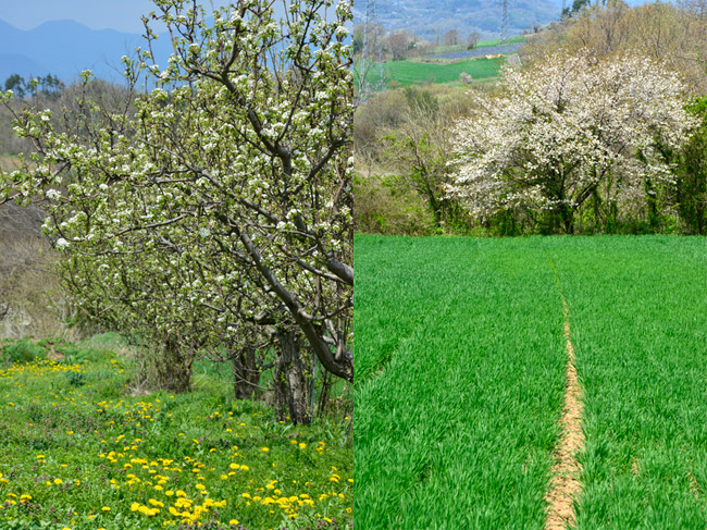 リンゴの花が咲きはじめた