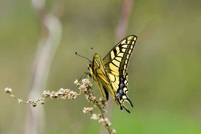 キアゲハの占有