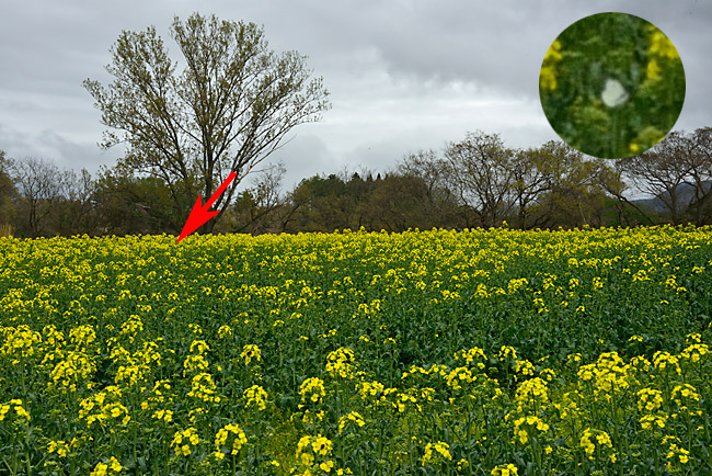 ナノハナ畑をD800で