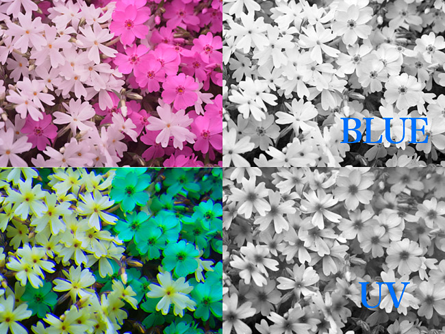 ピンクと白のシバザクラ、実は同じ色？