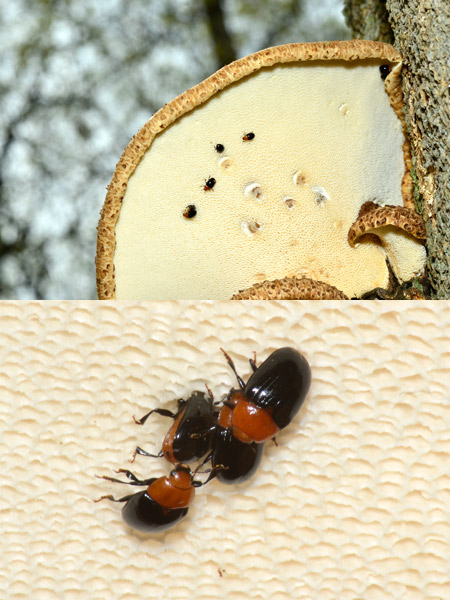 スネビロオオキノコ