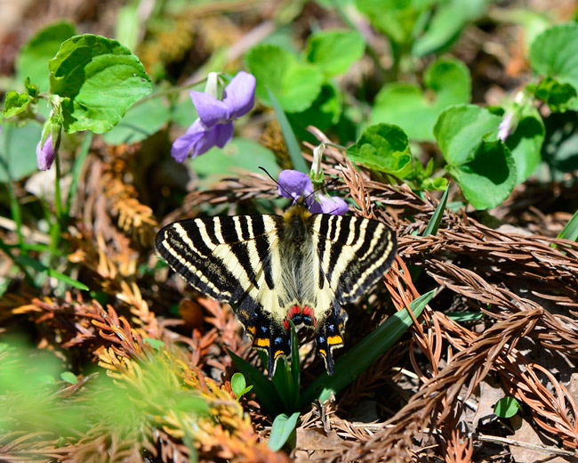 D800でDX85mmマイクロを使う（白馬のギフチョウ）