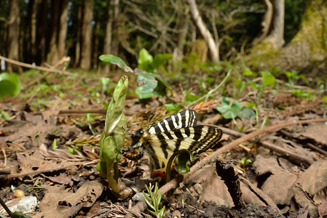 ヒメギフチョウの産卵